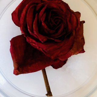 🌈今日份的彩色是火红的玫瑰🌹把满满的爱存...