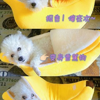 上半年总结10 | 🍌宅肥香蕉犬🐶可爱多...