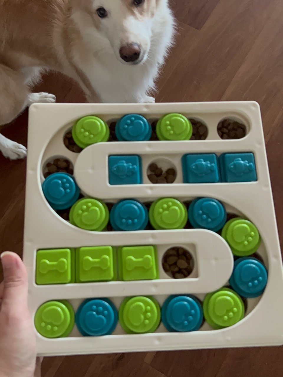 2 dog puzzle toy