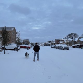 在德州看雪的狗狗...