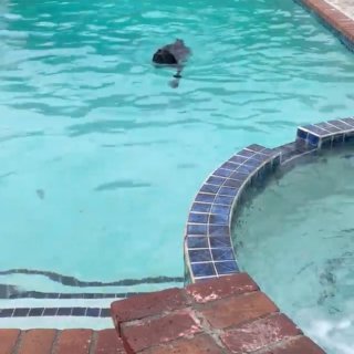 论娃和狗有多爱游泳池...