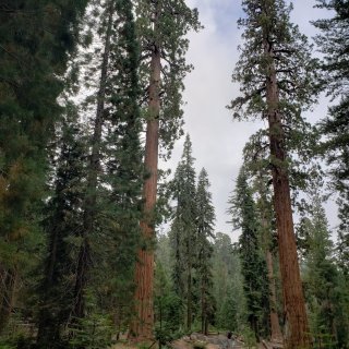 🍂秋日去Sequoia吸氧的两天一夜🌿...