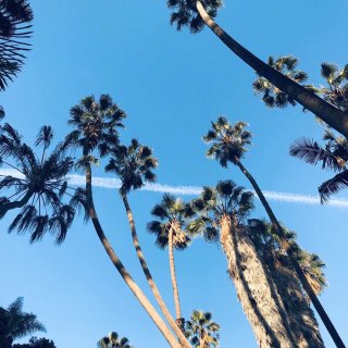 @Dealmoon朋友圈,周末好去处,palm trees
