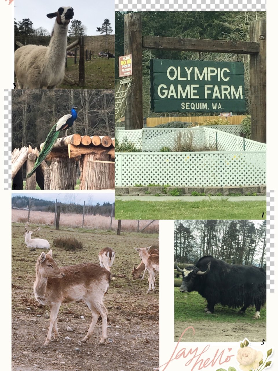 【Olympic Game Farm】周...