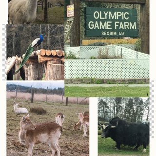 【Olympic Game Farm】周...