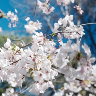 春天来了，Hakone的樱花🌸开好啦！...