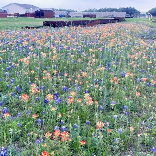 春季观赏Texas Wildflower...