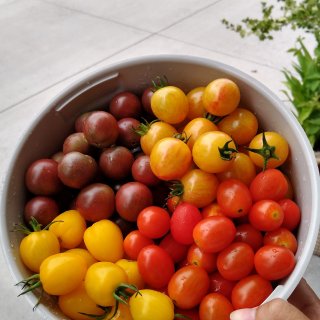家人邻居都喜欢的水果番茄...