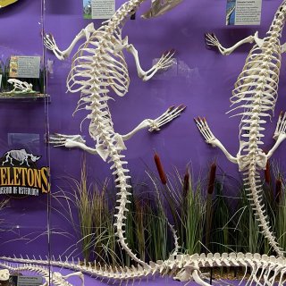 骨骼博物馆 Skeletons-OKC俄...