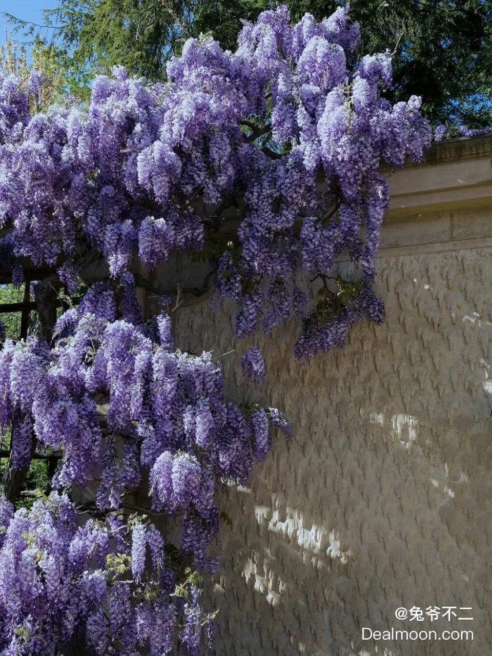 花藤 藤 紫花 / 572 花藤 藤 紫花 / 572 写真 : 紫藤花 （シトウカ