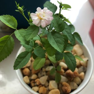 Mini Rosa 