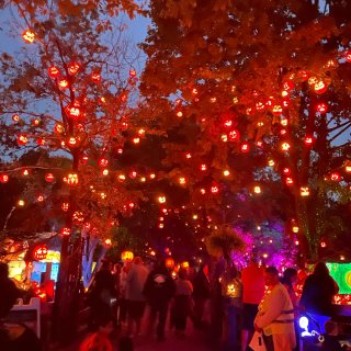 🎃万圣节去看看波士顿地区Zui大的南瓜灯...