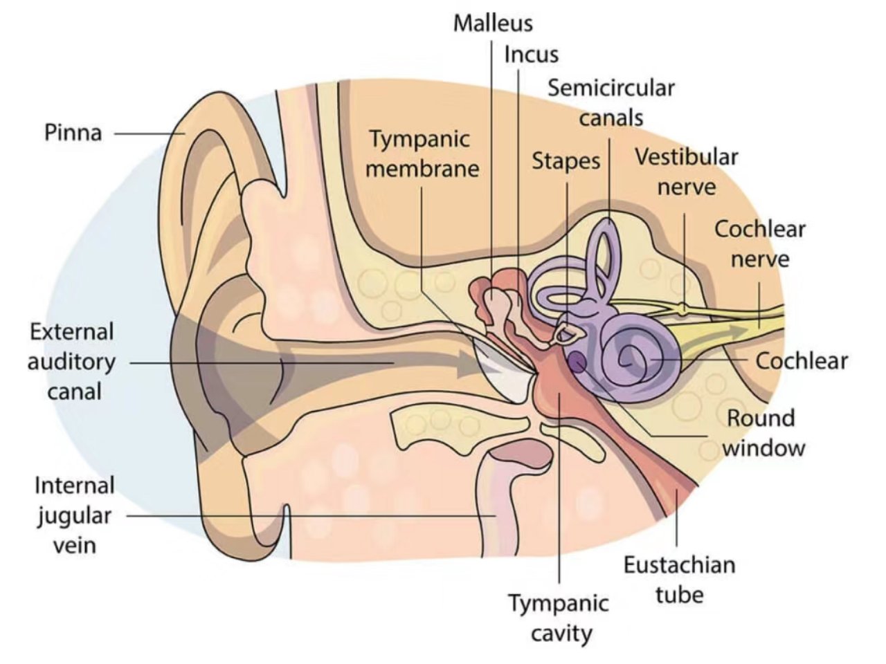 常年带耳机入睡真的会导致听力永久受损吗？...