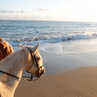 波多黎各v岛骑马...