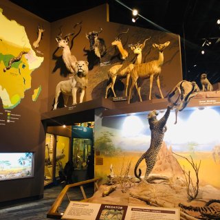 克利夫兰国家自然历史博物馆...
