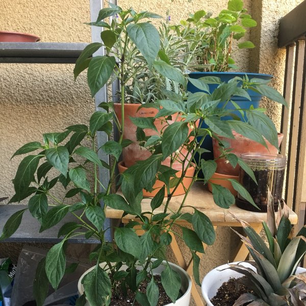 晒货图片