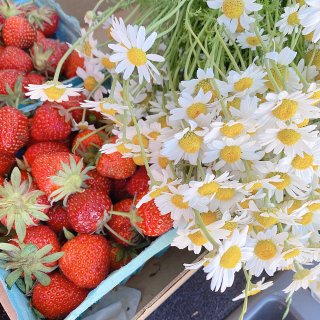 夏日𝑭𝒖𝒏 𝒇𝒖𝒏 𝒇𝒖𝒏 の 摘草莓...