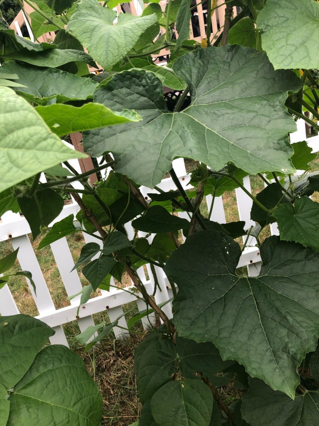 摆摊了🎉🎉干扁四季豆片