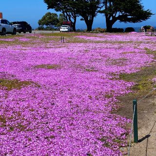 💖加州蒙特利粉紅地毯💖...
