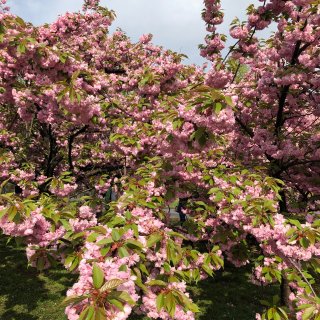 华盛顿 樱花节游行...