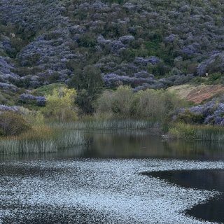 南加州小众赏花地💜超浪漫的紫色花海😍...