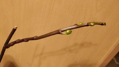 蝴蝶兰续花跟进#2