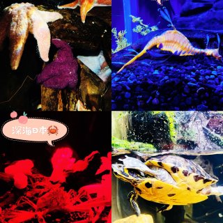 亚特兰大水族馆🥰我最喜欢的美国水族馆😘...