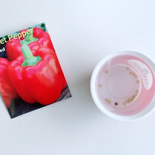 红甜椒育苗