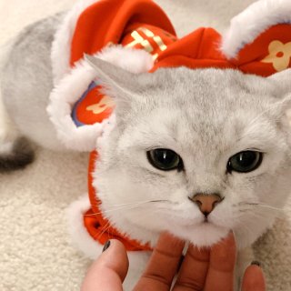 提前给猫子穿上新年衣服💖太可爱啦！...