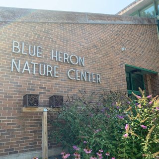 午餐后-Blue Heron Natur...