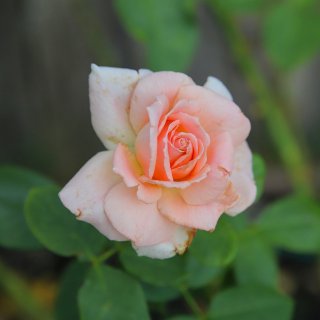 晒晒我家六月的玫瑰园，来云赏花啦...