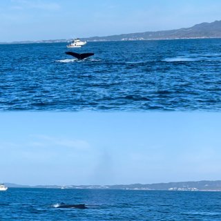 墨西哥｜度假必备帆船出海看鲸玩水浮潜...