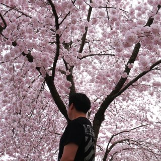 华盛顿樱花季