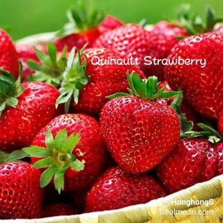 勤劳奔向自由- 草莓🍓的自由...