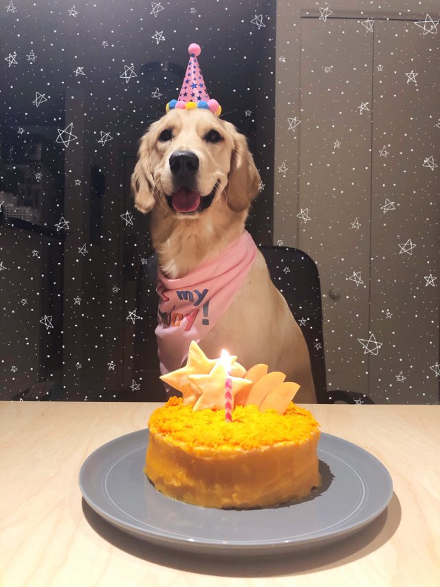 狗狗蛋糕   关注我的朋友 应该有印象6/10ruby生日的时候我发的晒 