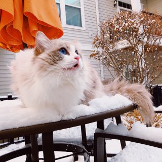 布偶猫,下雪天