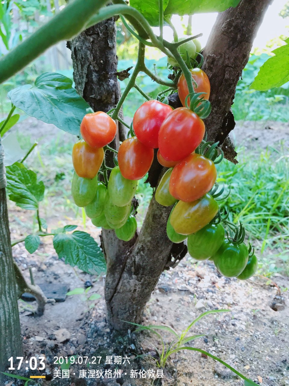 我家的小菜园,番茄,菜园小撇步