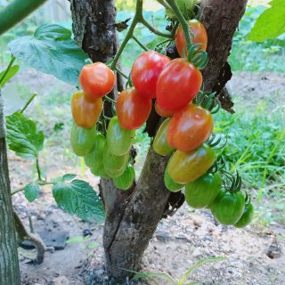 我家的小菜园,番茄,菜园小撇步