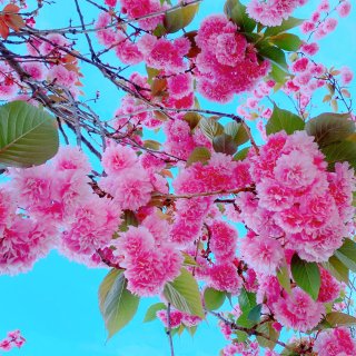 🌸四月櫻花季🌸...