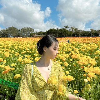 The Flower Fields花开啦...