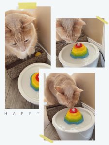 猫主子也爱“彩虹喷泉”｜Petlibro陶瓷饮水机微众测