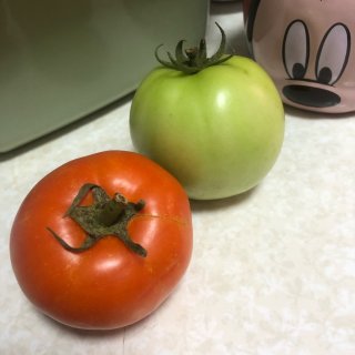 番茄种植求助| 为啥一直不红呢🤔...