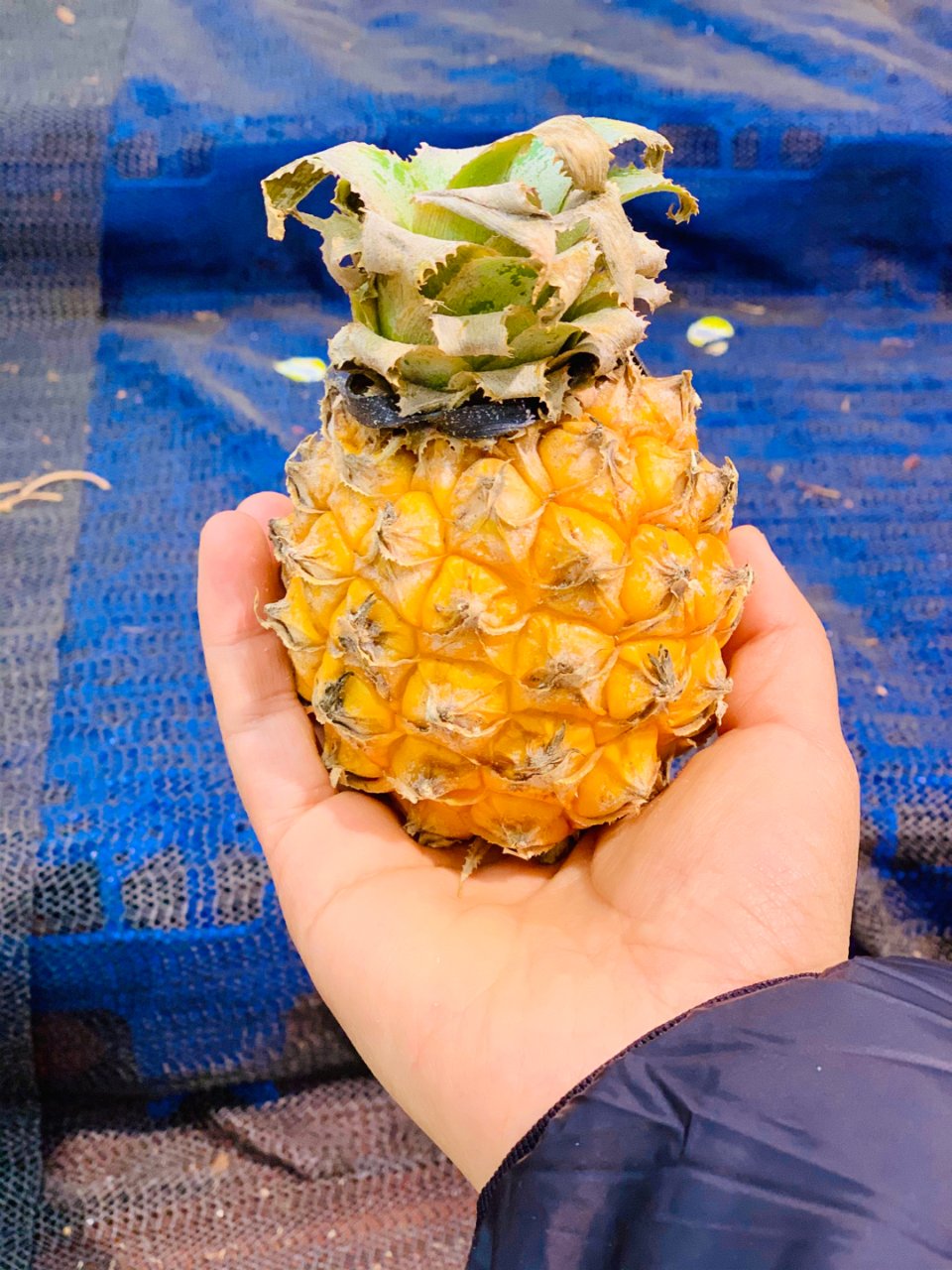 这么小的菠萝你见过么？...