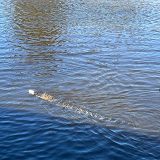 新奥尔良沼泽游船，寻找鳄鱼🐊的踪迹...