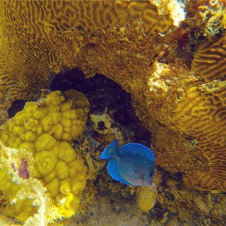 【旅行】波多黎各最佳浮潜地🤿—库莱布拉岛...