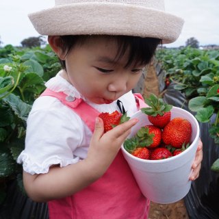 圣地亚哥草莓U-Pick🍓，全家欢好去处...