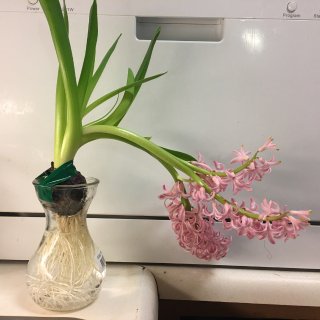 风信子,hyacinth,Trader Joe's 缺德舅