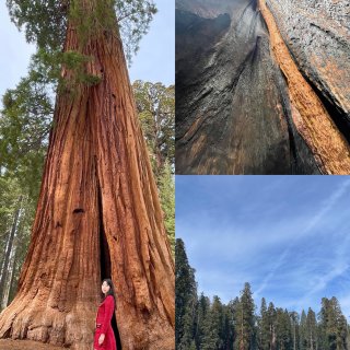 湾区玩乐｜冬日巨树童话 Sequoia国...