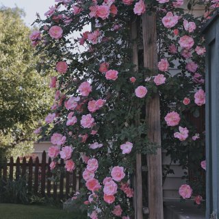 美式庭院｜种满蔷薇的门廊有多美...