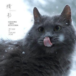 下雪天和猫咪🐱最配｜今日份的白糖下得有点...